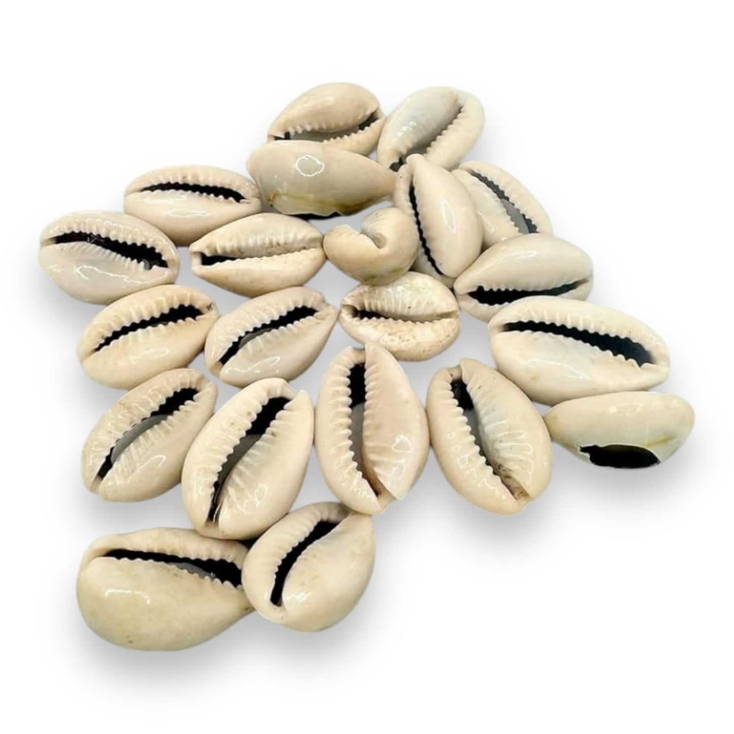 21 Opened and Closed Orula Cowrie Shells – Divination Tool for Santería and Yoruba Practices