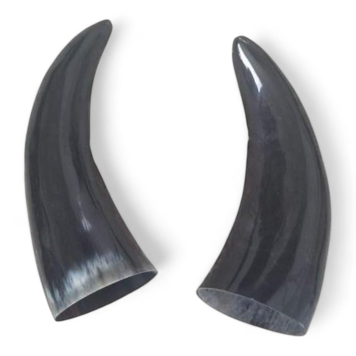Chango – Bull Horns 5-7 Inches – Shango Ears for Santeria