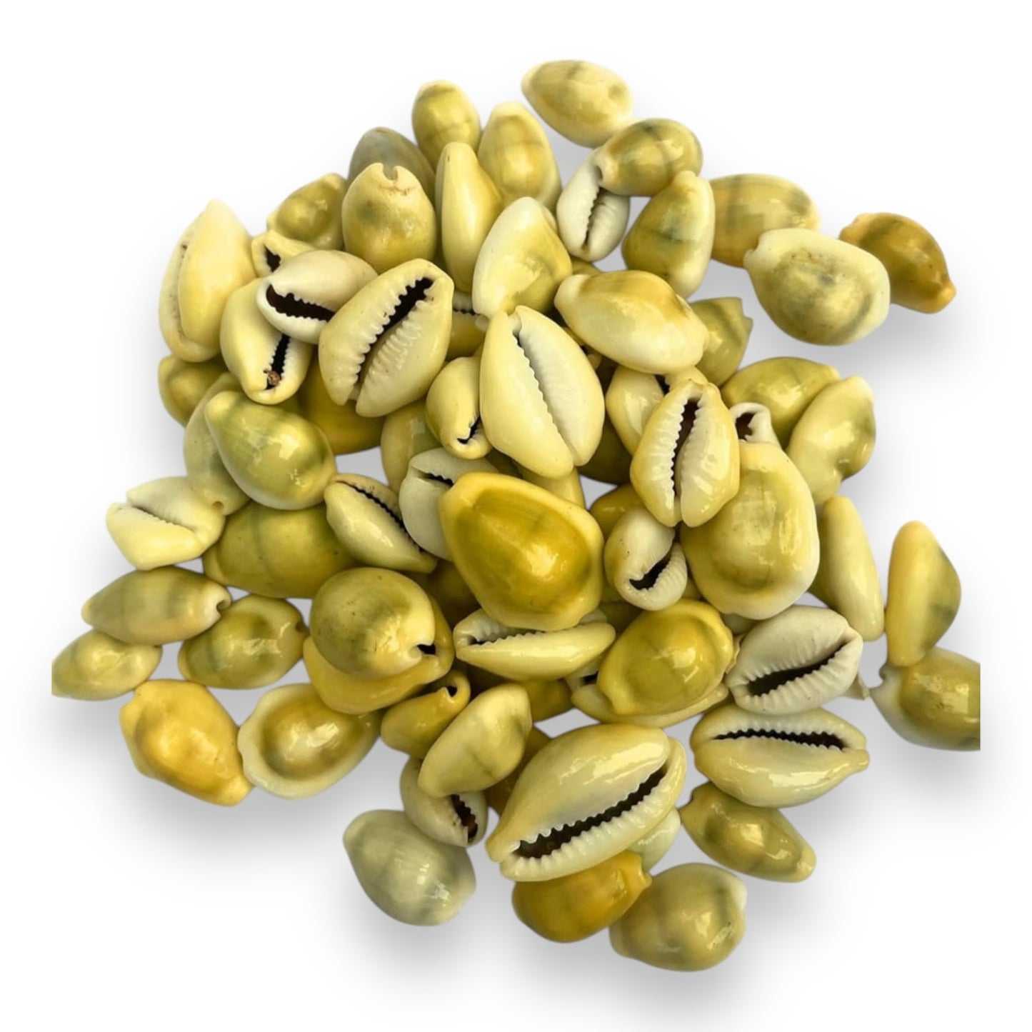 21 Opened and Closed Orula Cowrie Shells – Divination Tool for Santería and Yoruba Practices