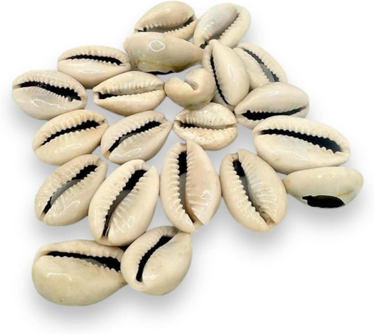 21 Opened Orula Cowrie Shells – Divination Tool for Santería and Yoruba Practices