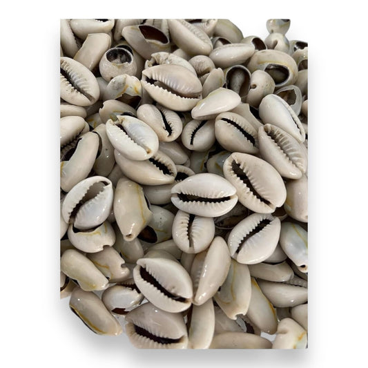Orula 21 Opened  Cowrie Shells, Caracoles Abiertos
