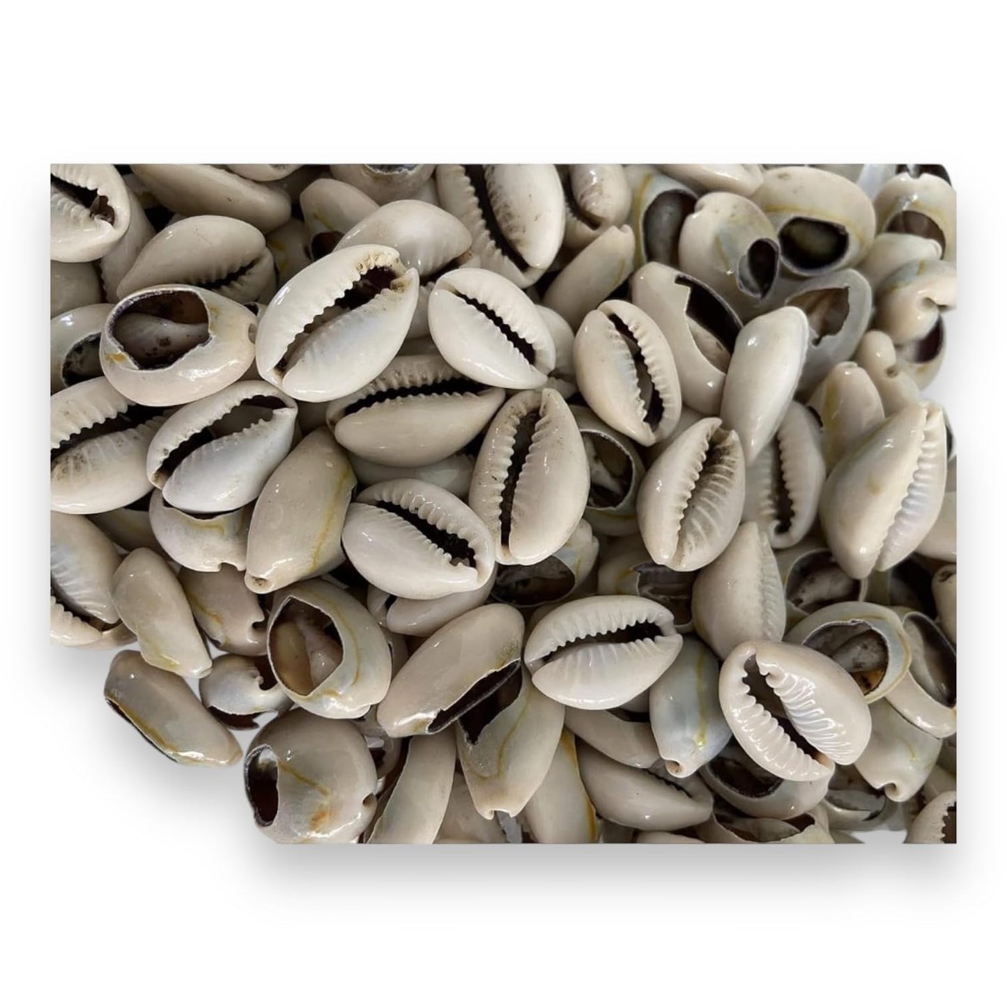 Orula 21 Opened  Cowrie Shells, Caracoles Abiertos