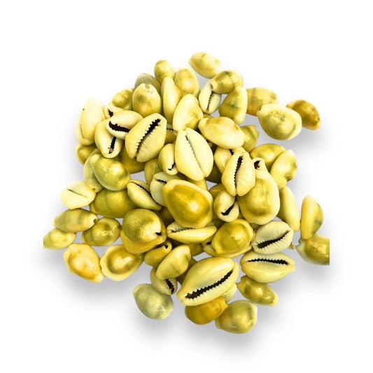 Orula 21 Closed  Cowrie Shells, Caracoles Cerrados – Sacred