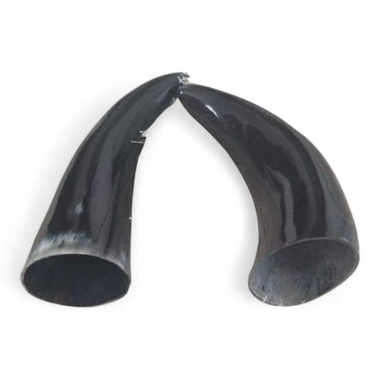 Chango – Bull Horns 5-7 Inches – Shango Ears for Santeria