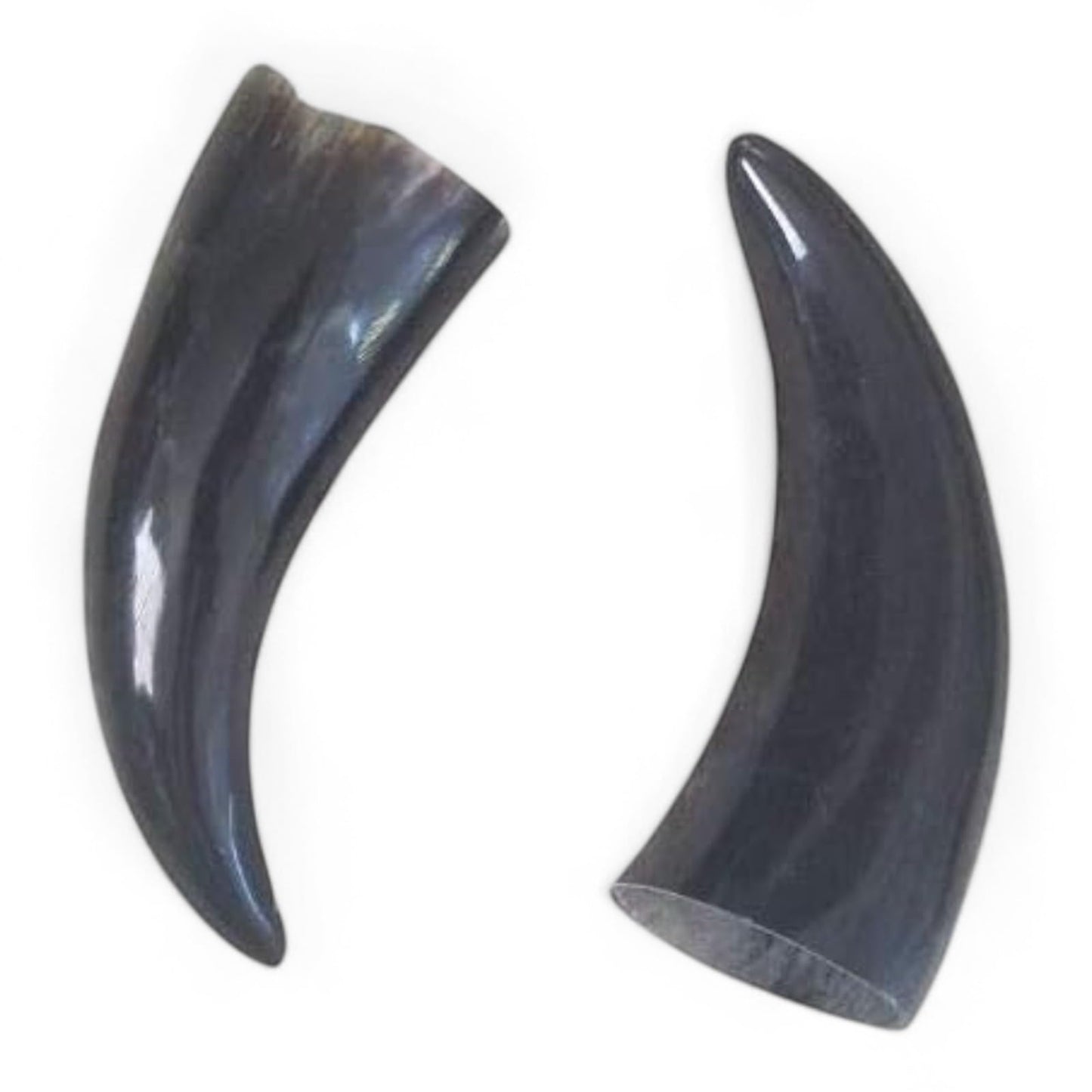 Chango – Bull Horns 5-7 Inches – Shango Ears for Santeria