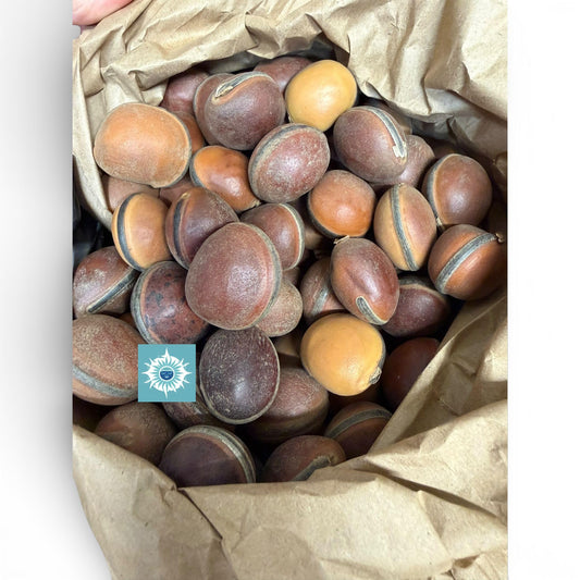 Ojo de Buey Ox Eye EPE Seeds for Santeria Rituals – 1PCS