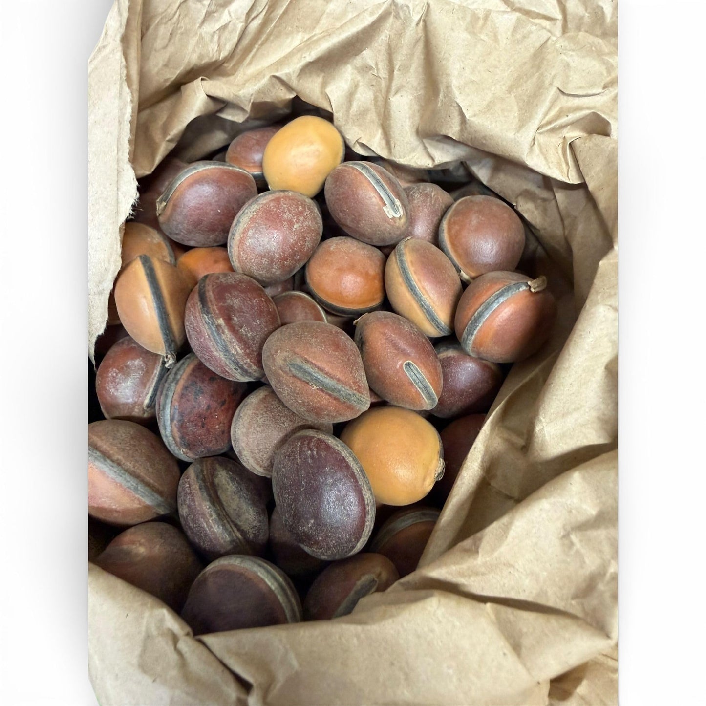Ojo de Buey Ox Eye EPE Seeds for Santeria Rituals – 1PCS