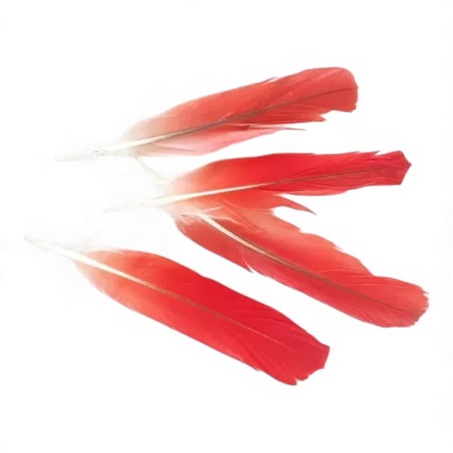 Pluma de Loro Africano  –  African Grey Parrot Red Feather