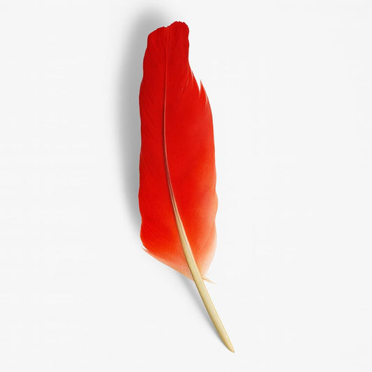 Pluma de Loro Africano  –  African Grey Parrot Red Feather