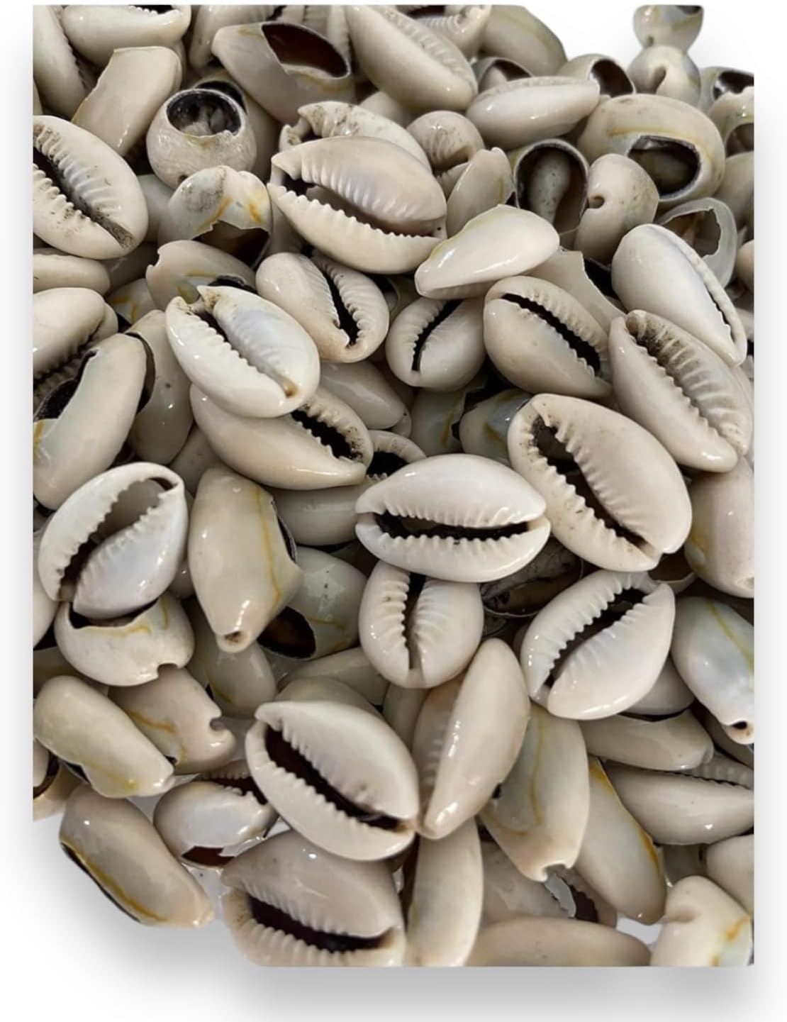 21 Opened Orula Cowrie Shells – Divination Tool for Santería and Yoruba Practices