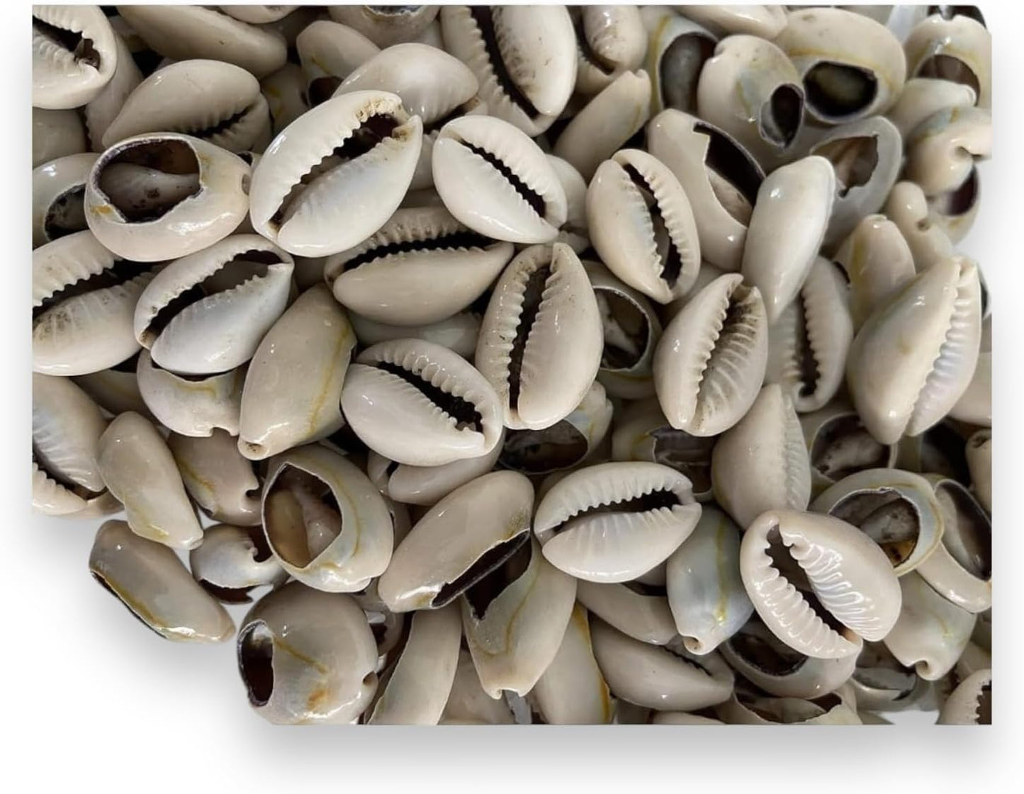 21 Opened Orula Cowrie Shells – Divination Tool for Santería and Yoruba Practices